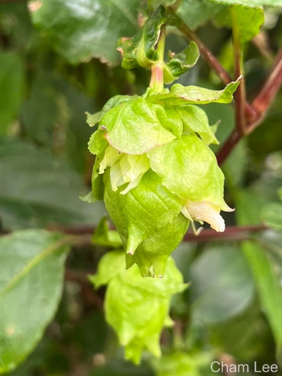Strobilanthes hookeri Nees